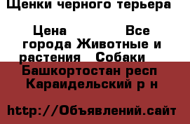 Щенки черного терьера › Цена ­ 35 000 - Все города Животные и растения » Собаки   . Башкортостан респ.,Караидельский р-н